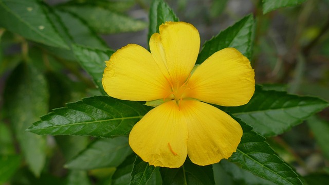 G932286de297e081d791c8d5eb78e8da3cb4a9c648a97bbdfe6c99bf8c6f42acebbbd83d43f9f89a6c49992c9c92d880d3296c7972532988928e897c36eed88f2 640